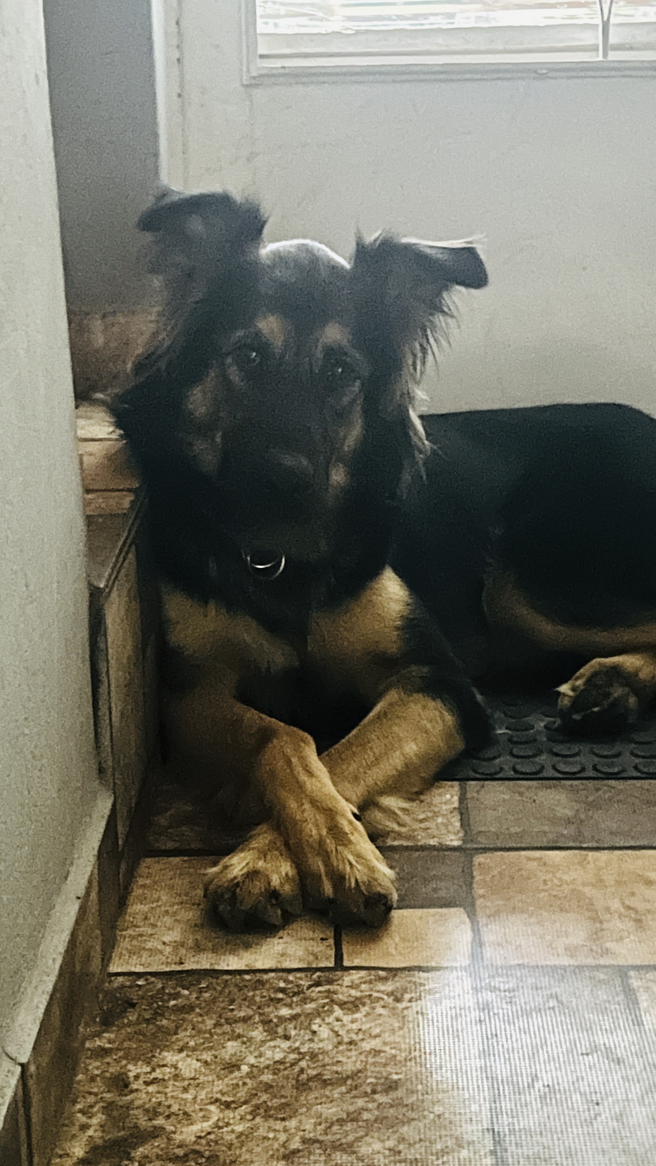 Apollo