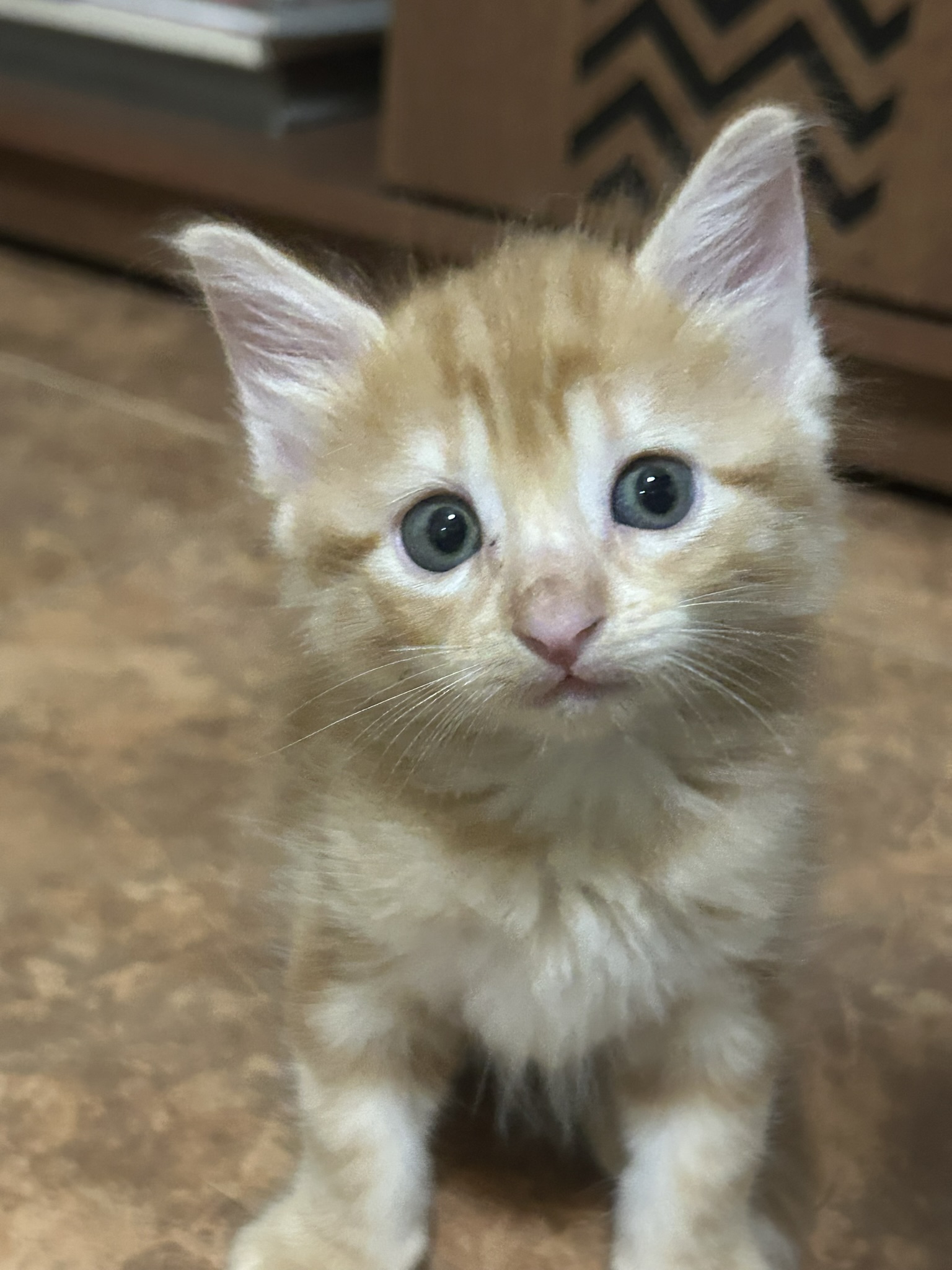 Jack