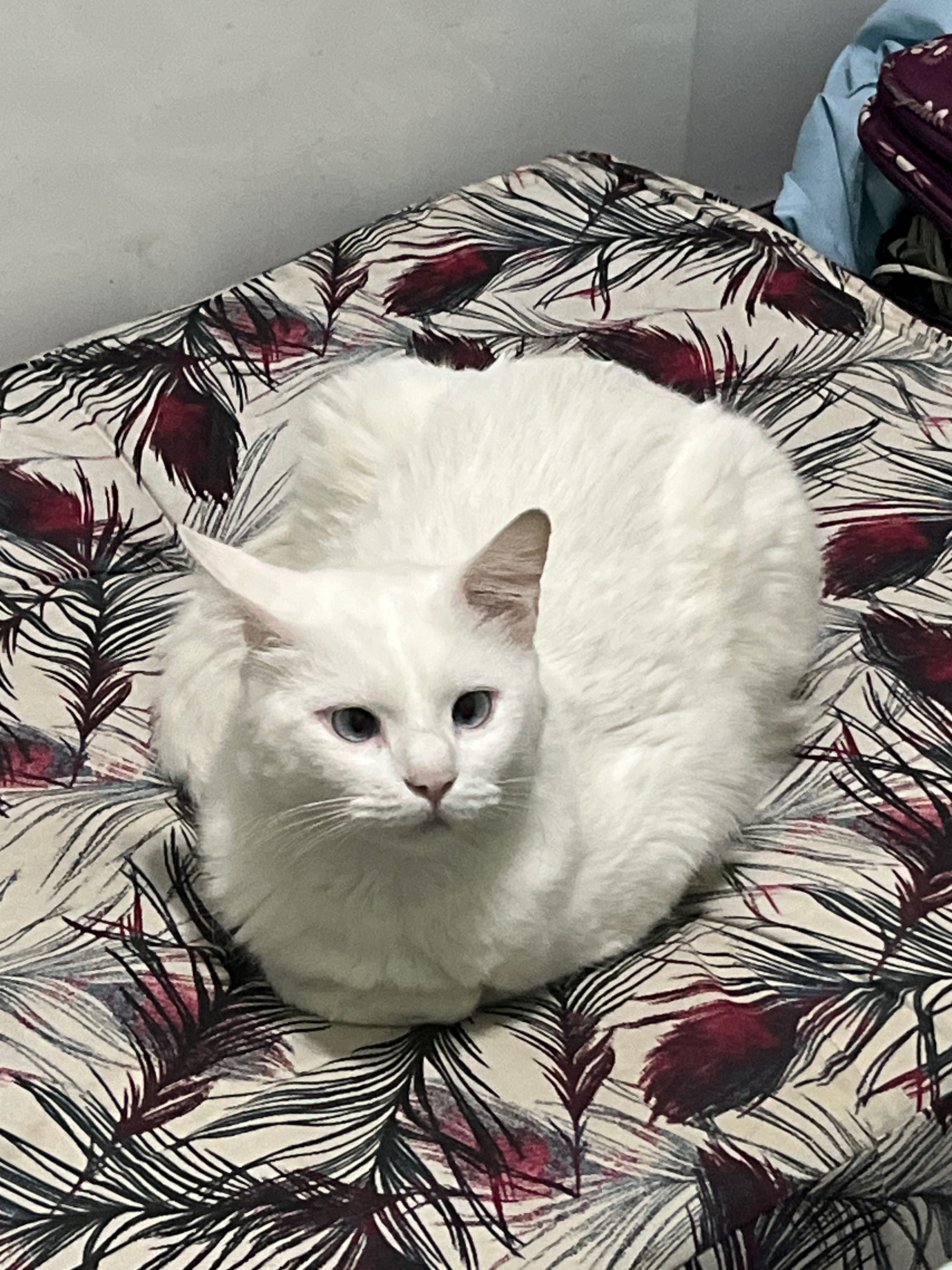 Michel